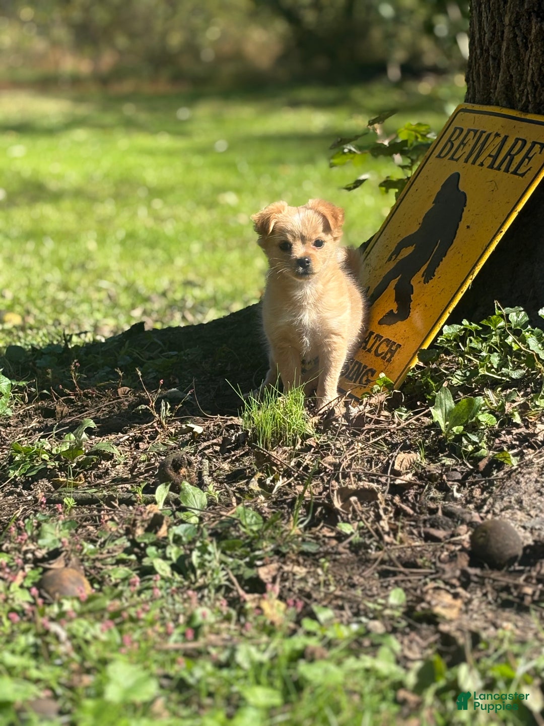 Chihuahua dogs for sale: Glitter - Ad 1