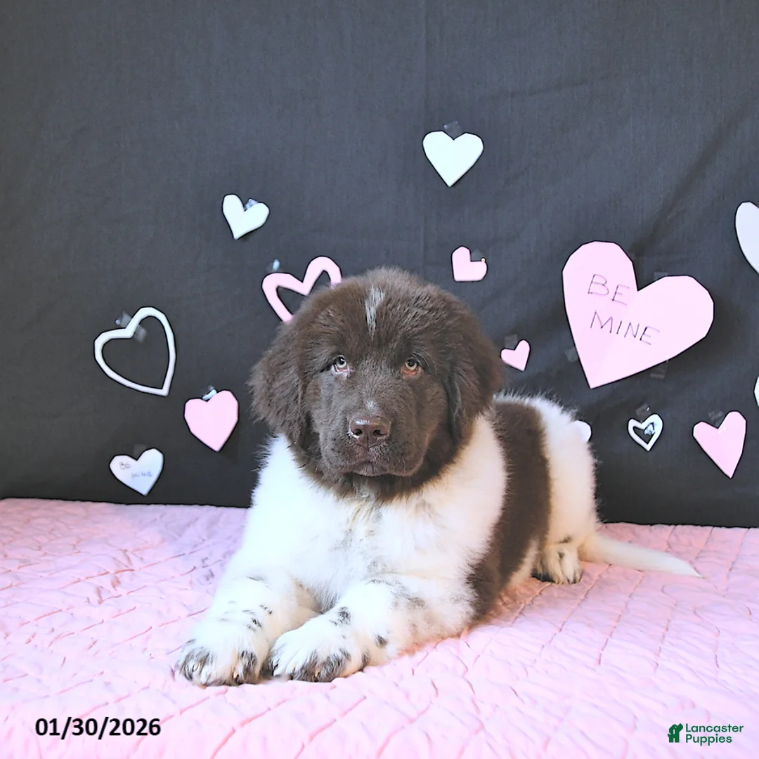 Newfoundland dogs for sale: Gunner  - Ad 1