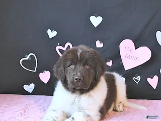 Newfoundland dogs Gunner - Ad 1