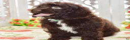 Cockapoo dogs for sale: Claire - Ad 7