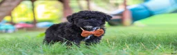 Yorkiepoo dogs for sale: Bubba - Ad 2