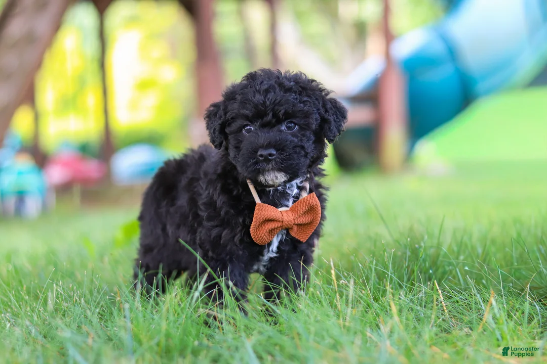 Yorkiepoo dogs for sale: Bubba - Ad 2