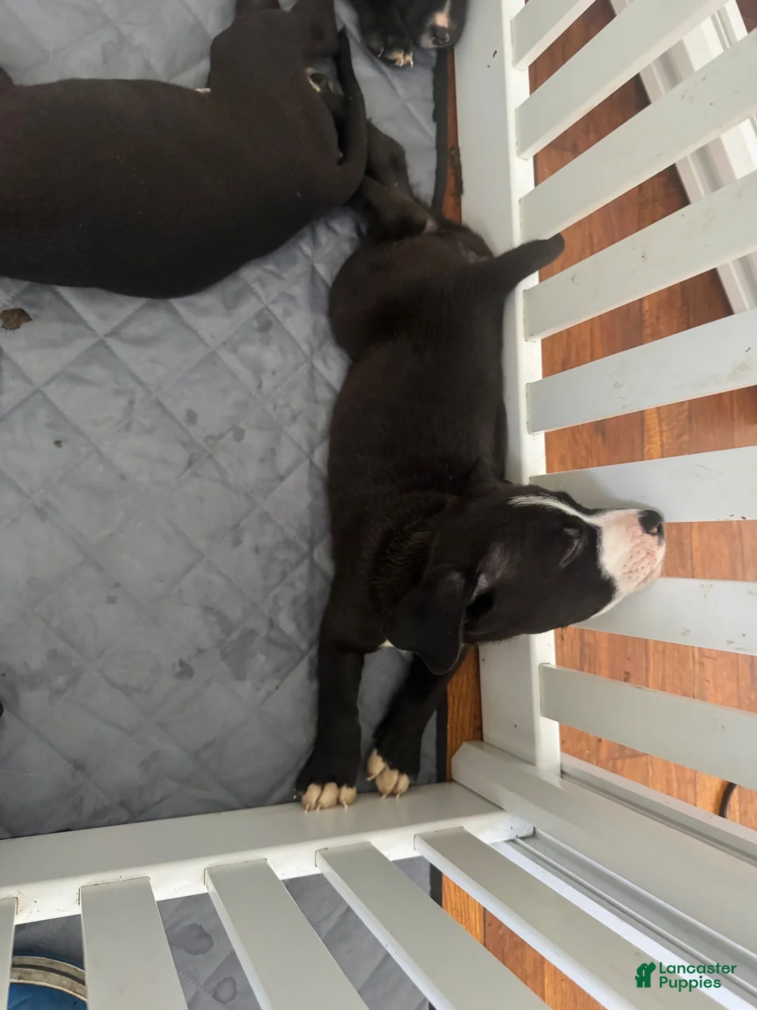 Mixed Breed dogs for sale: Mixed Breed 1 - Ad 2