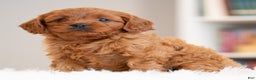 Cavapoo dogs for sale: Rudy - Ad 4