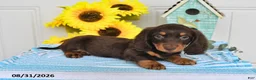 Miniature Dachshund dogs for sale: Palmer - Ad 4