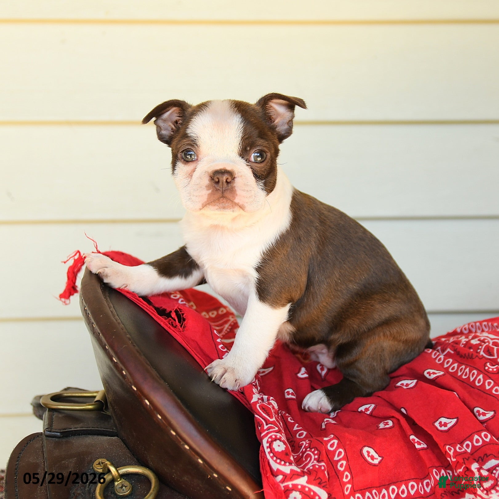 Boston Terrier dogs Sharleen - Ad 1