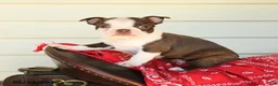 Boston Terrier dogs for sale: Sharleen - Ad 1