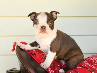 Boston Terrier dogs for sale: Sharleen - Ad 3