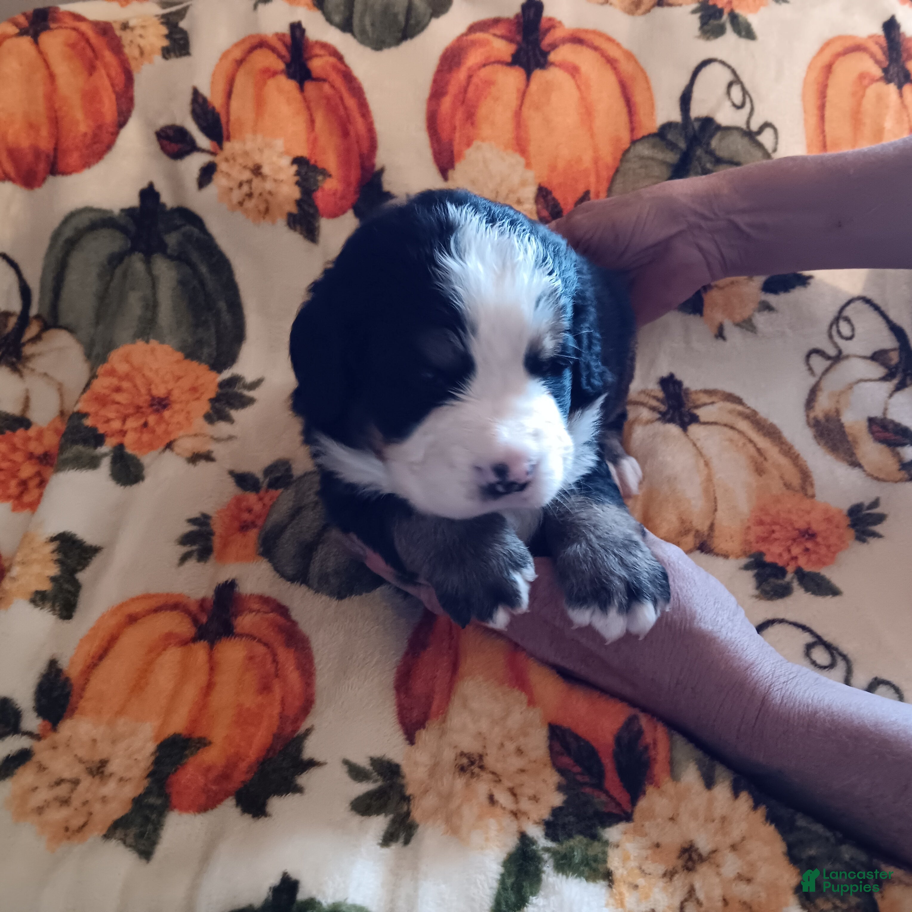 Bernese Mountain Dog dogs Tank - Ad 1