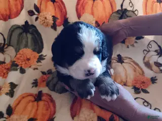 Bernese Mountain Dog dogs Tank - Ad 1