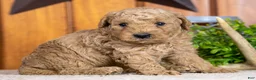 Miniature Poodle dogs for sale: Prince - Ad 3