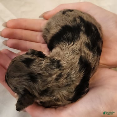 Mini Aussiedoodle dogs for sale: Pixie_Female Blue Merle Mini-Aussiedoodle - Ad 6