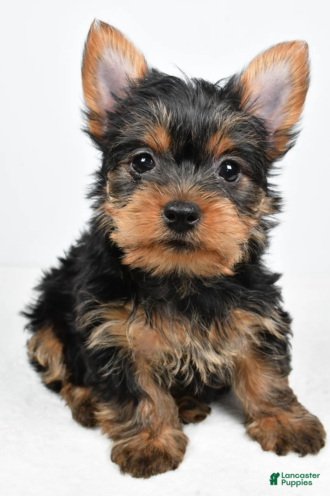 Yorkshire Terrier dogs for sale: Hailey - Ad 10