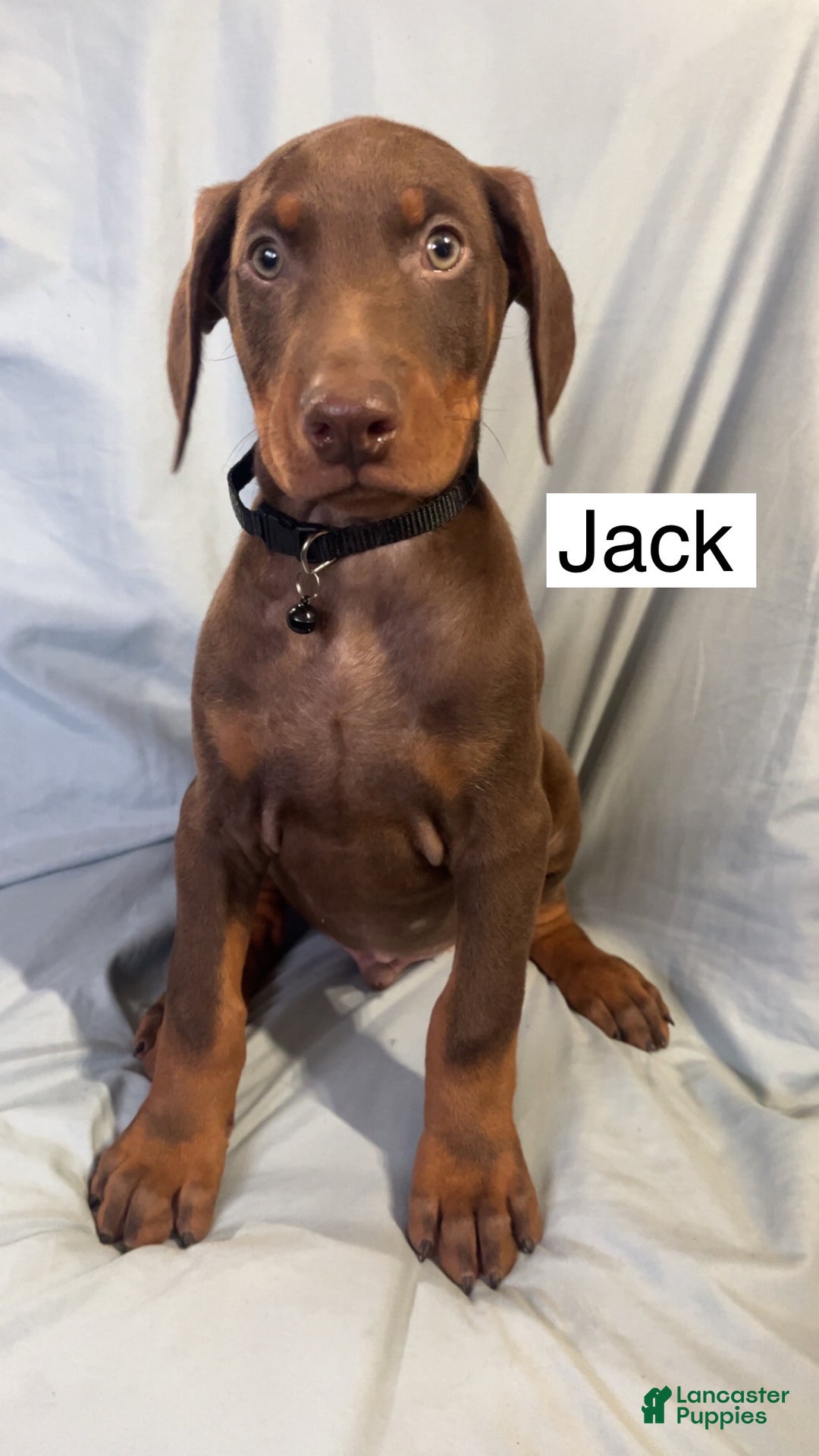 Doberman Pinscher dogs for sale: Castiel - Ad 5