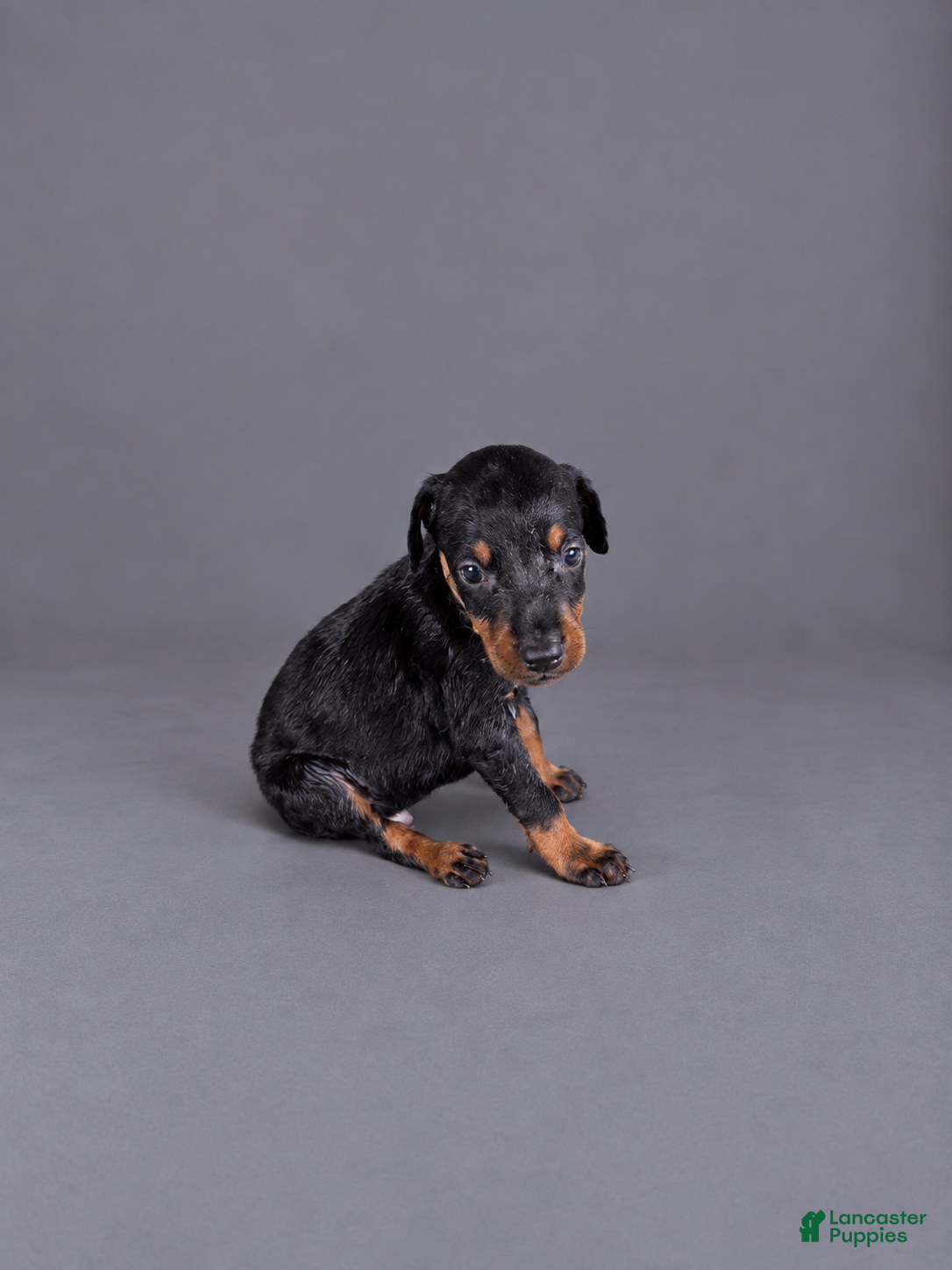 Doberman Pinscher dogs Euron - Ad 37