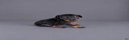 Doberman Pinscher dogs for sale: Euron - Ad 1