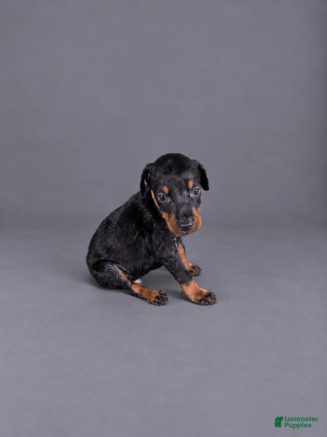 Doberman Pinscher dogs for sale: Euron - Ad 1