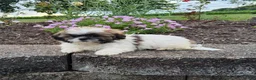Shih Tzu dogs for sale: Amelia - Ad 6