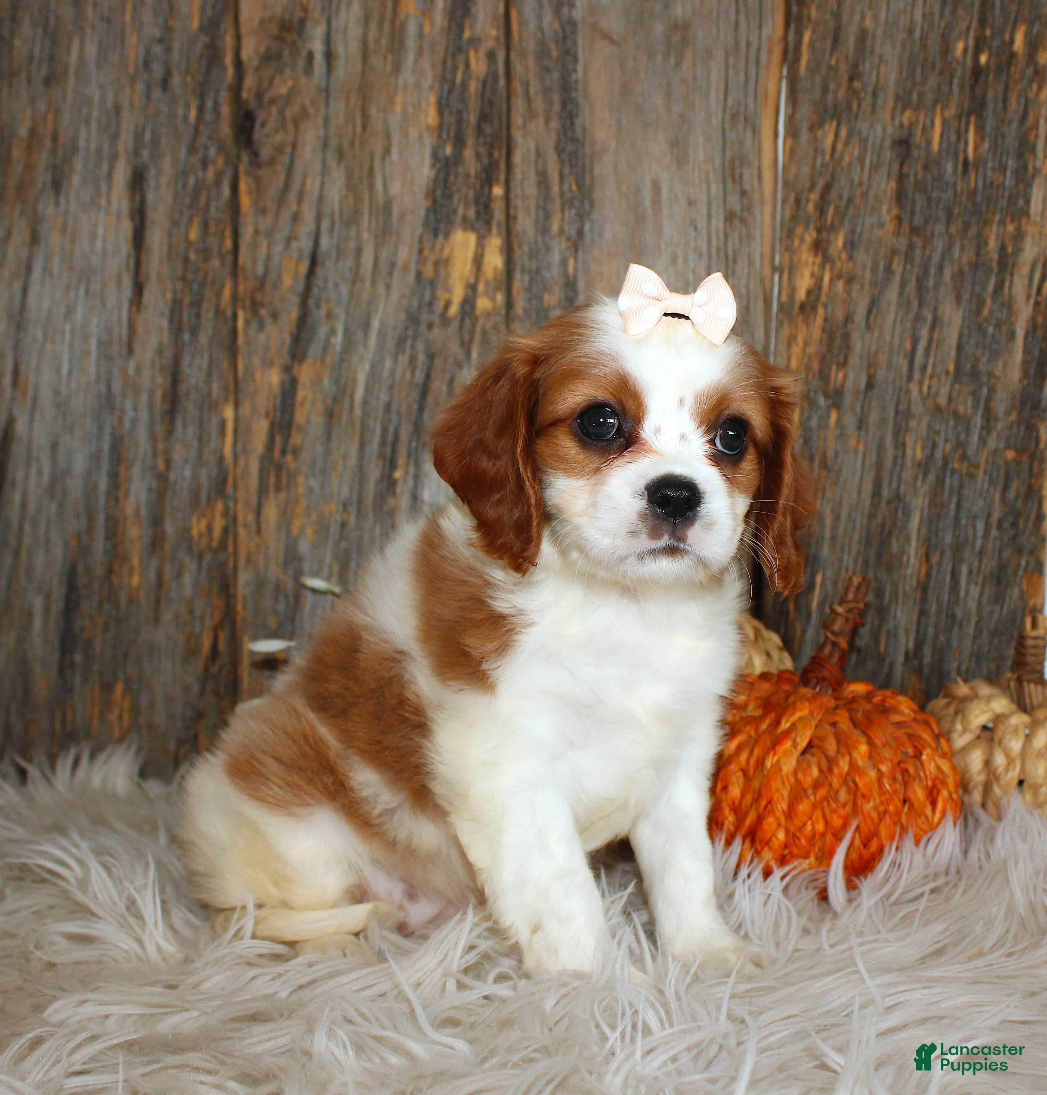 Cavalier King Charles Spaniel dogs for sale: Rose - Ad 1