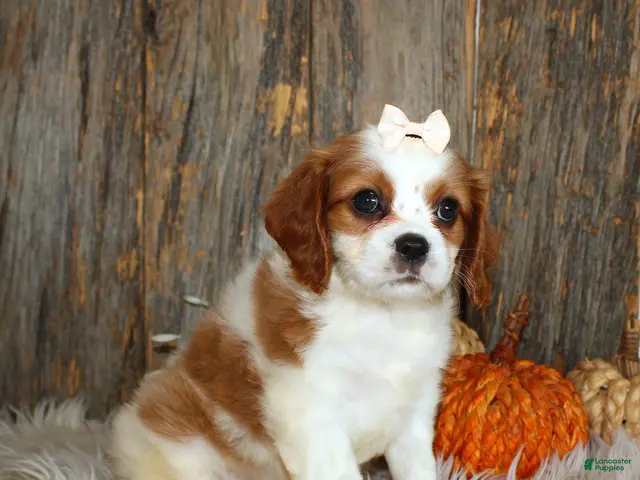 Cavalier King Charles Spaniel dogs for sale: Rose - Ad 1