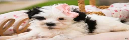 Havanese dogs for sale: Precious - Ad 4