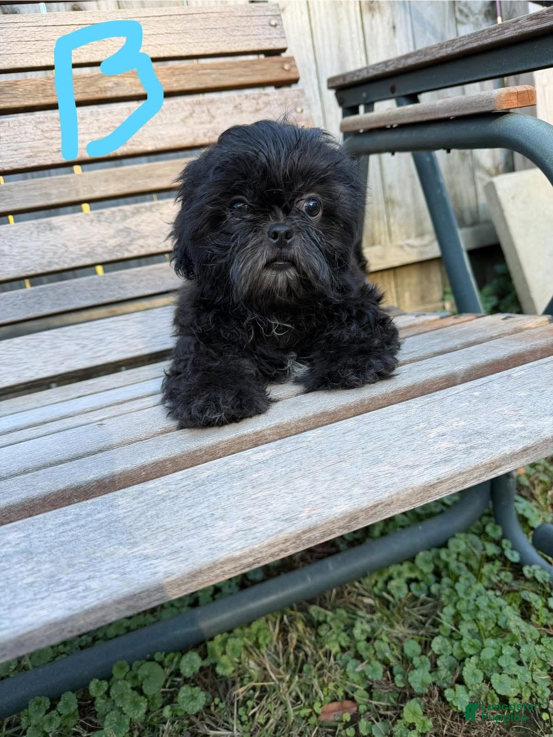 Shih Tzu dogs for sale: Shihtzu - Ad 2