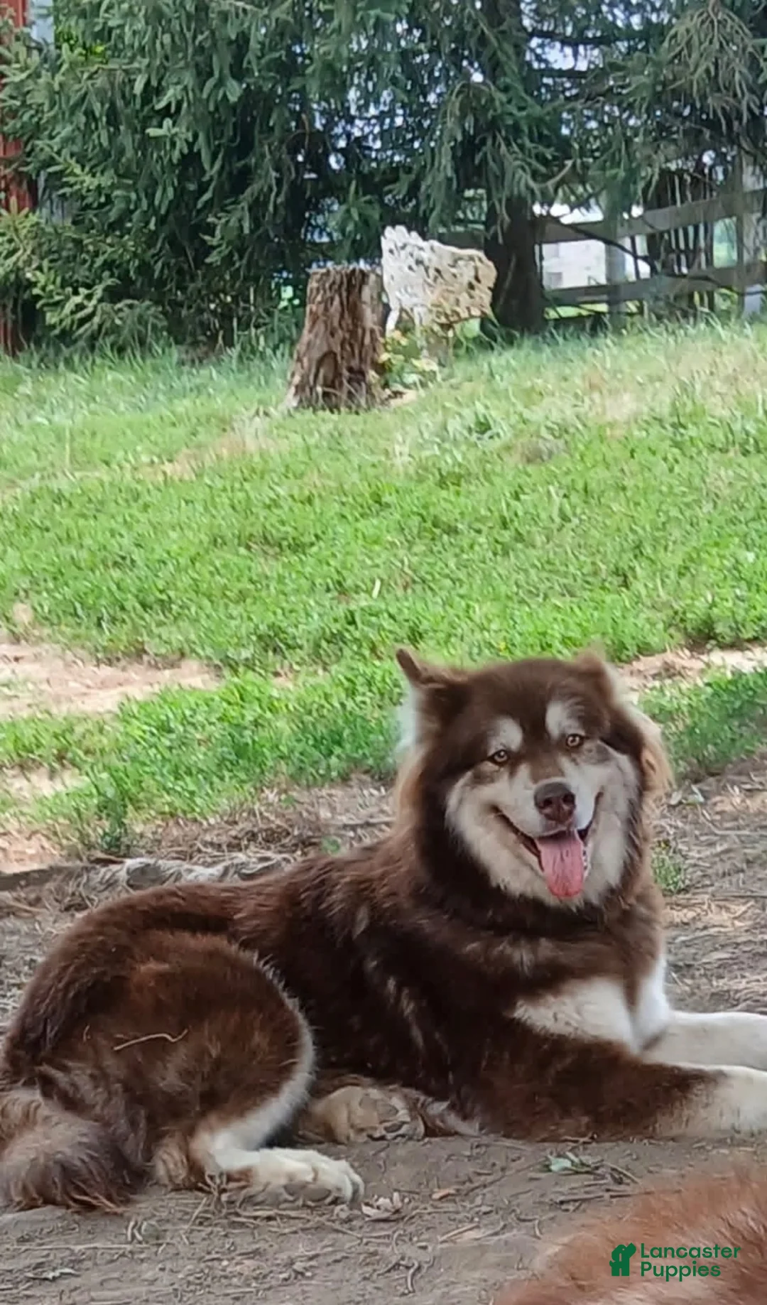 Alaskan Malamute dogs for sale: Alaskan Malamute 1 - Ad 2