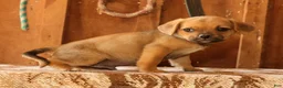 Puggle dogs for sale: Charlie - Ad 2