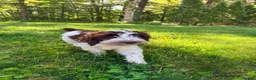 Mixed Breed dogs for sale: Luka Male - Ad 3
