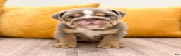 English Bulldog dogs for sale: Eleanor - Ad 5