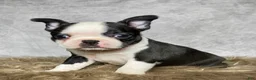 Mixed Breed dogs for sale: Miss Daisy  - Ad 6