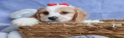 Cavachon dogs for sale: ROSCOE - Ad 4