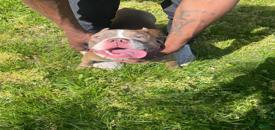 Gallery Image {{count}}