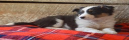 Mixed Breed dogs for sale: Dakota - Ad 4