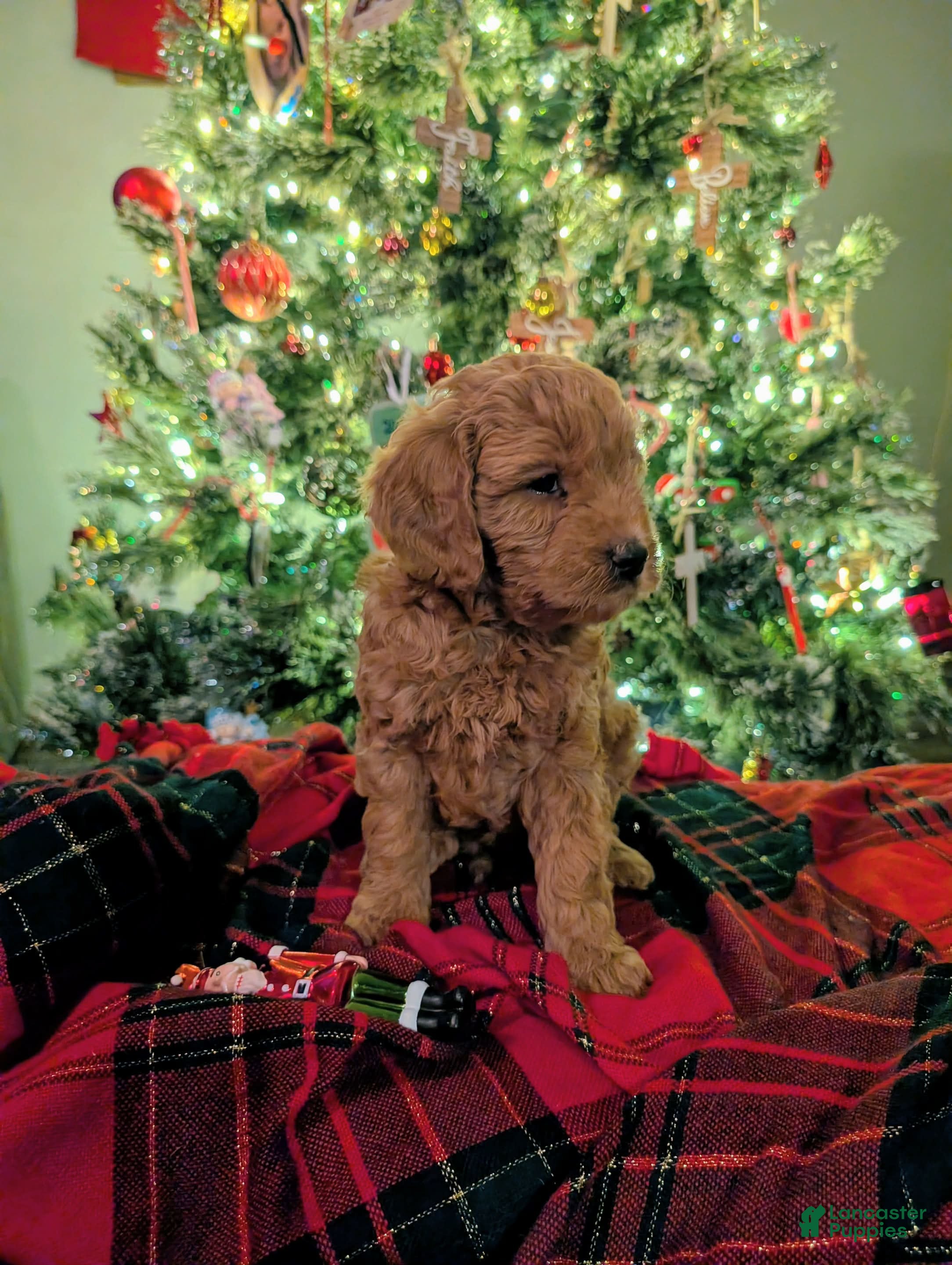 Mixed Breed dogs Milan Goldendoodle  Puppy - Ad 2