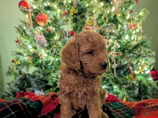 Mixed Breed dogs Milan Goldendoodle Puppy - Ad 1