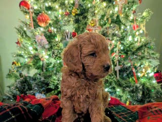 Mixed Breed dogs Milan Goldendoodle Puppy - Ad 2