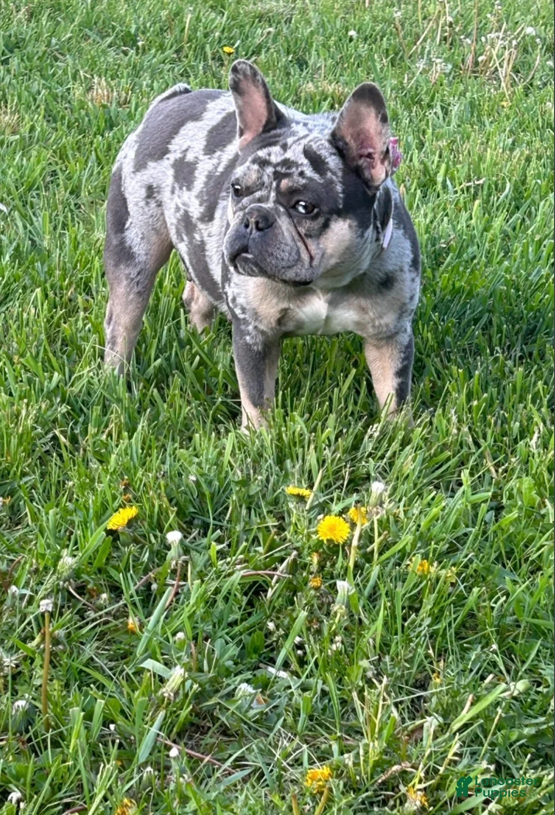 French Bulldog dogs for sale: French Bulldog Puppy 1 - Ad 10