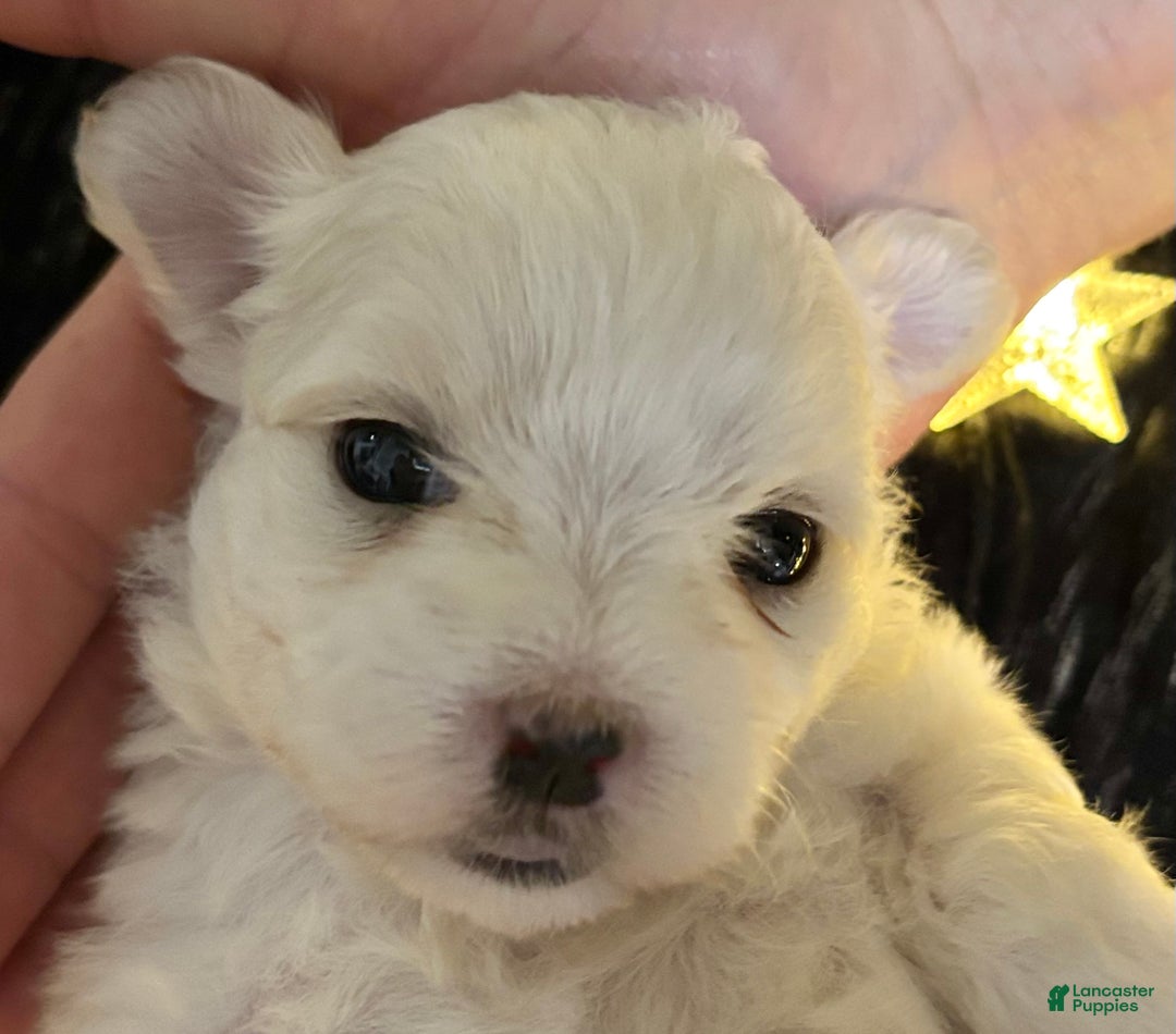 Maltese dogs for sale: Chloe - Ad 11