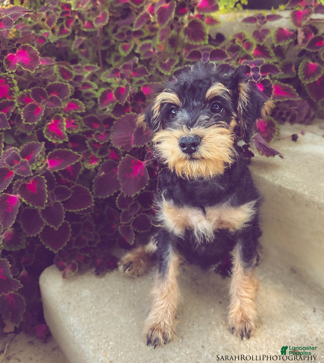 Schnoodle dogs for sale: Isaiah - Ad 9
