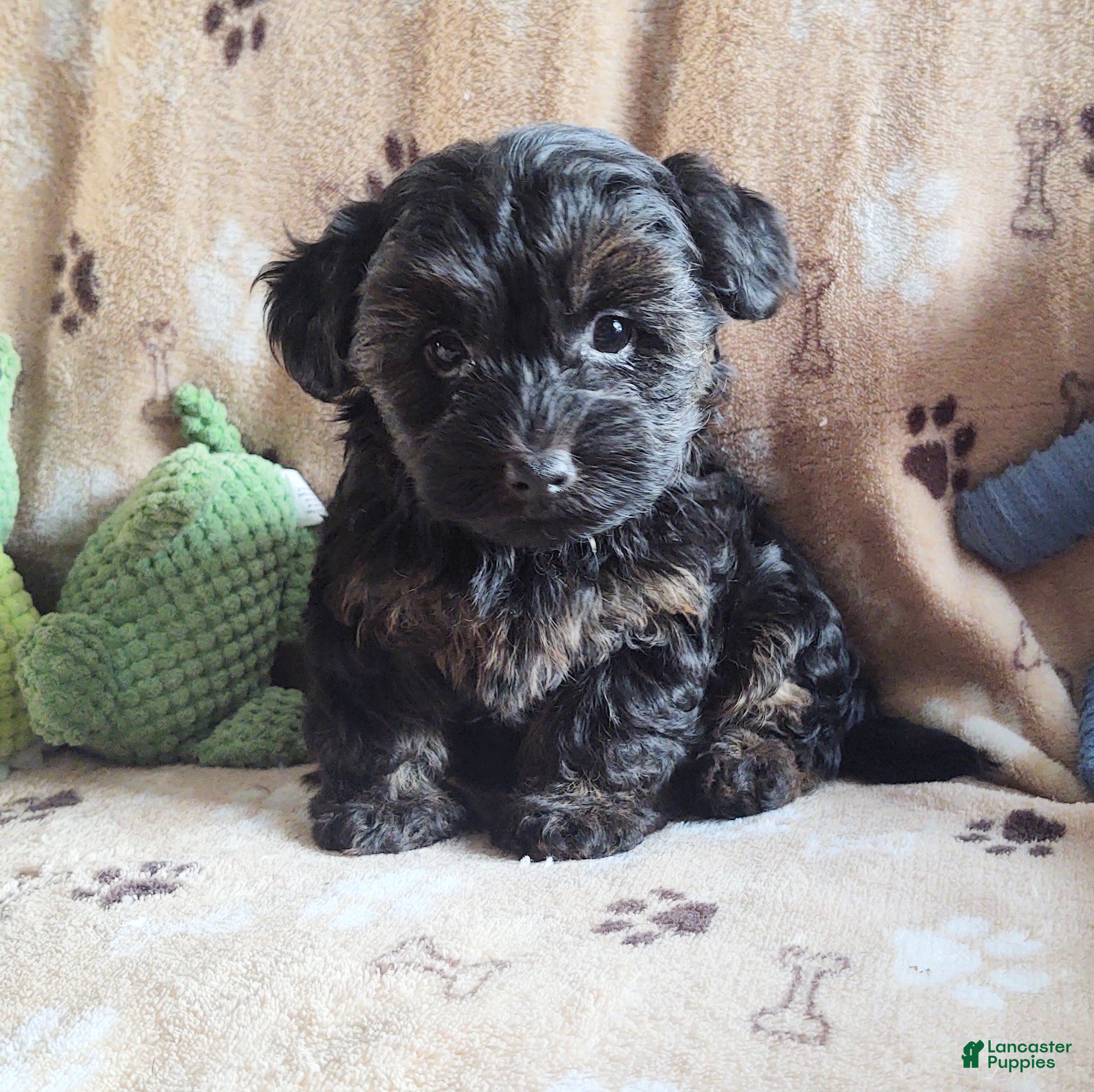 Yorkiepoo dogs Starr Bright - Ad 2