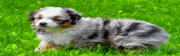 Miniature Australian Shepherd dogs for sale: Elon - Ad 5