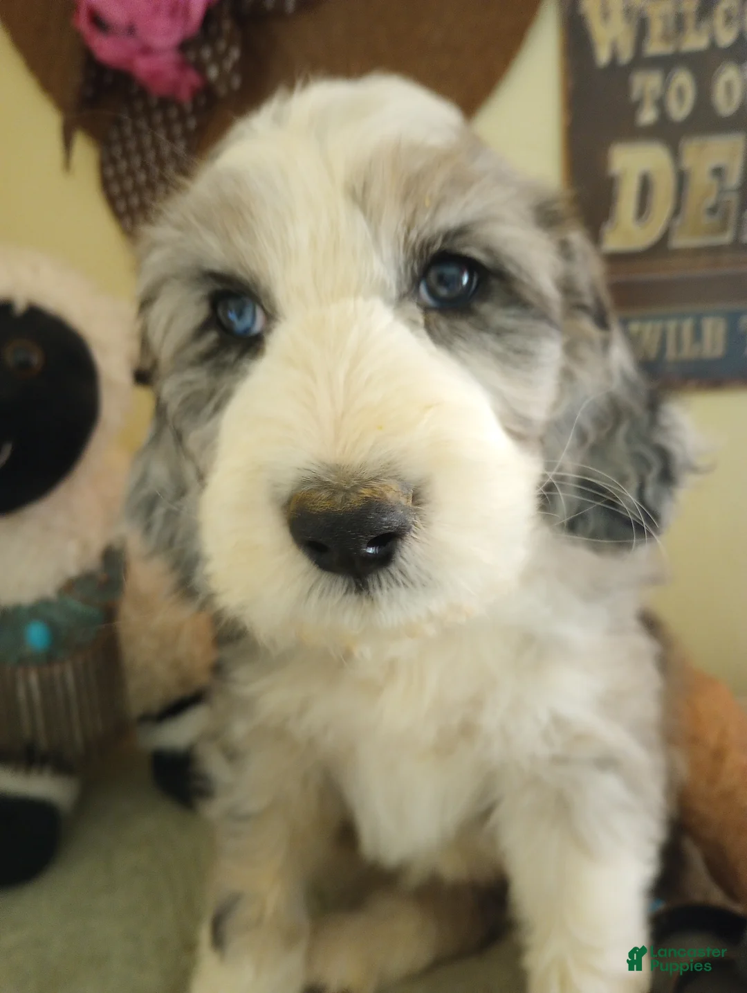 Sheepadoodle dogs for sale: Amazing Grace! - Ad 2