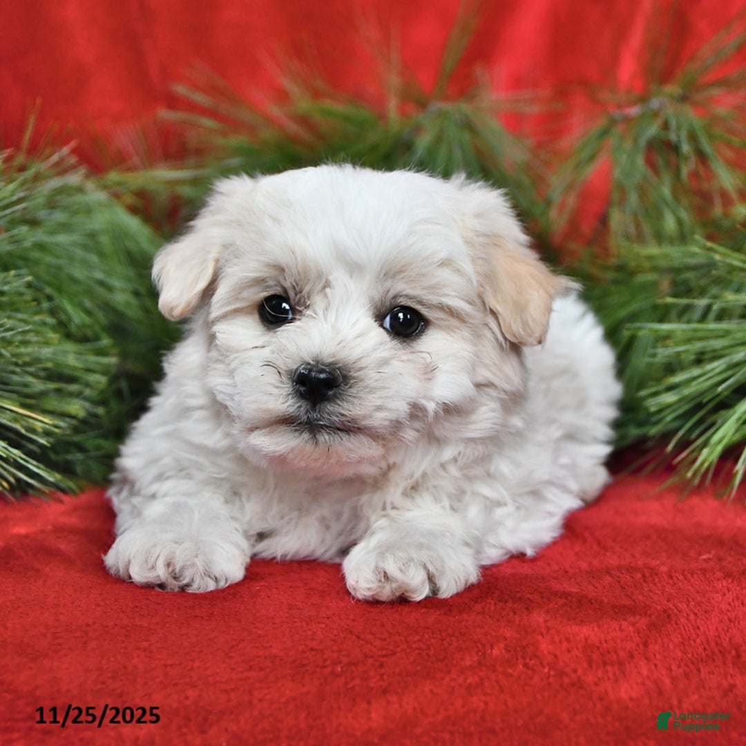 Maltese dogs for sale: Kyle - Ad 1