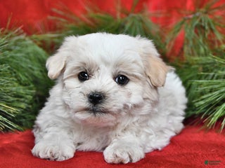 Maltese dogs Kyle - Ad 29