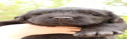 Newfoundland dogs for sale: FireFly - Ad 4