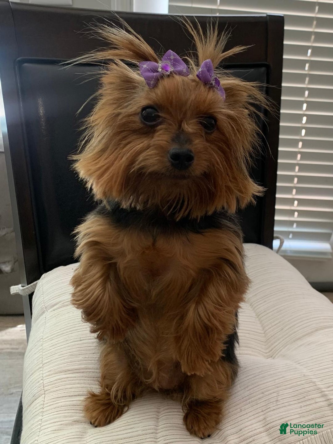Yorkshire Terrier dogs for sale: Yorkshire Terrier Puppy 1 (Glen) - Ad 2