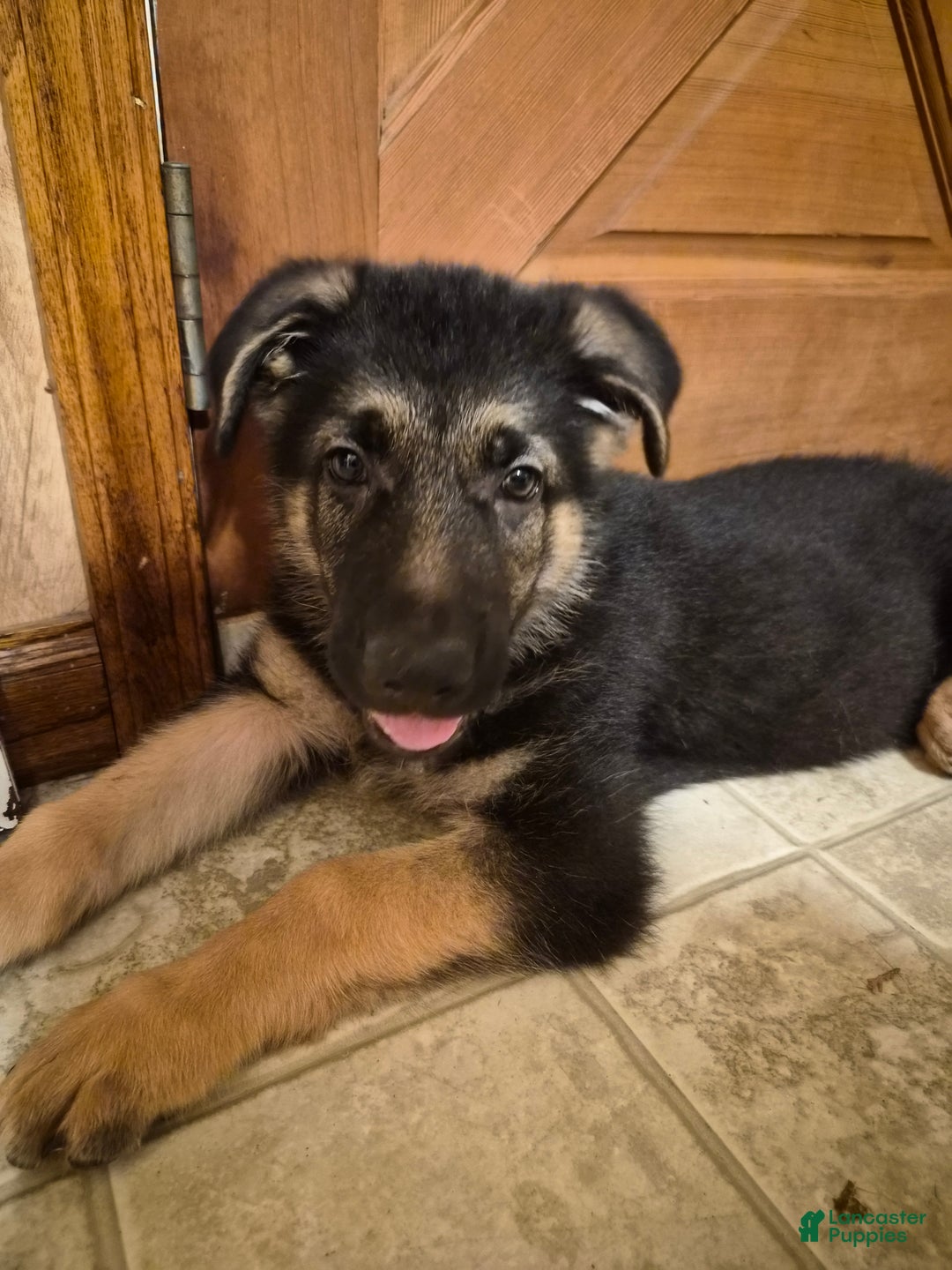 German Shepherd dogs for sale: German Shepherd Puppy 1 - Ad 13