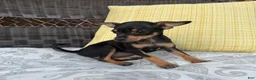 Chihuahua dogs for sale: Brenda - Ad 4