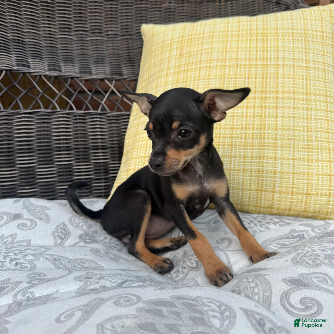 Chihuahua dogs for sale: Brenda - Ad 4